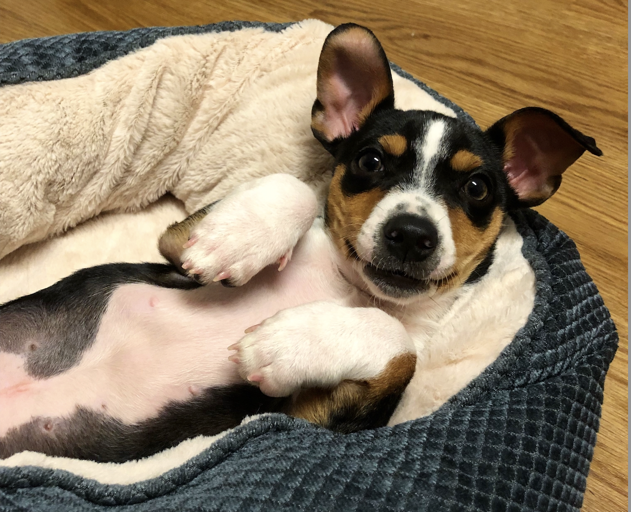 Alabama spay/neuter receives massive 0,000 donation—learn more Alabama spay/neuter receives massive 0,000 donation—learn more