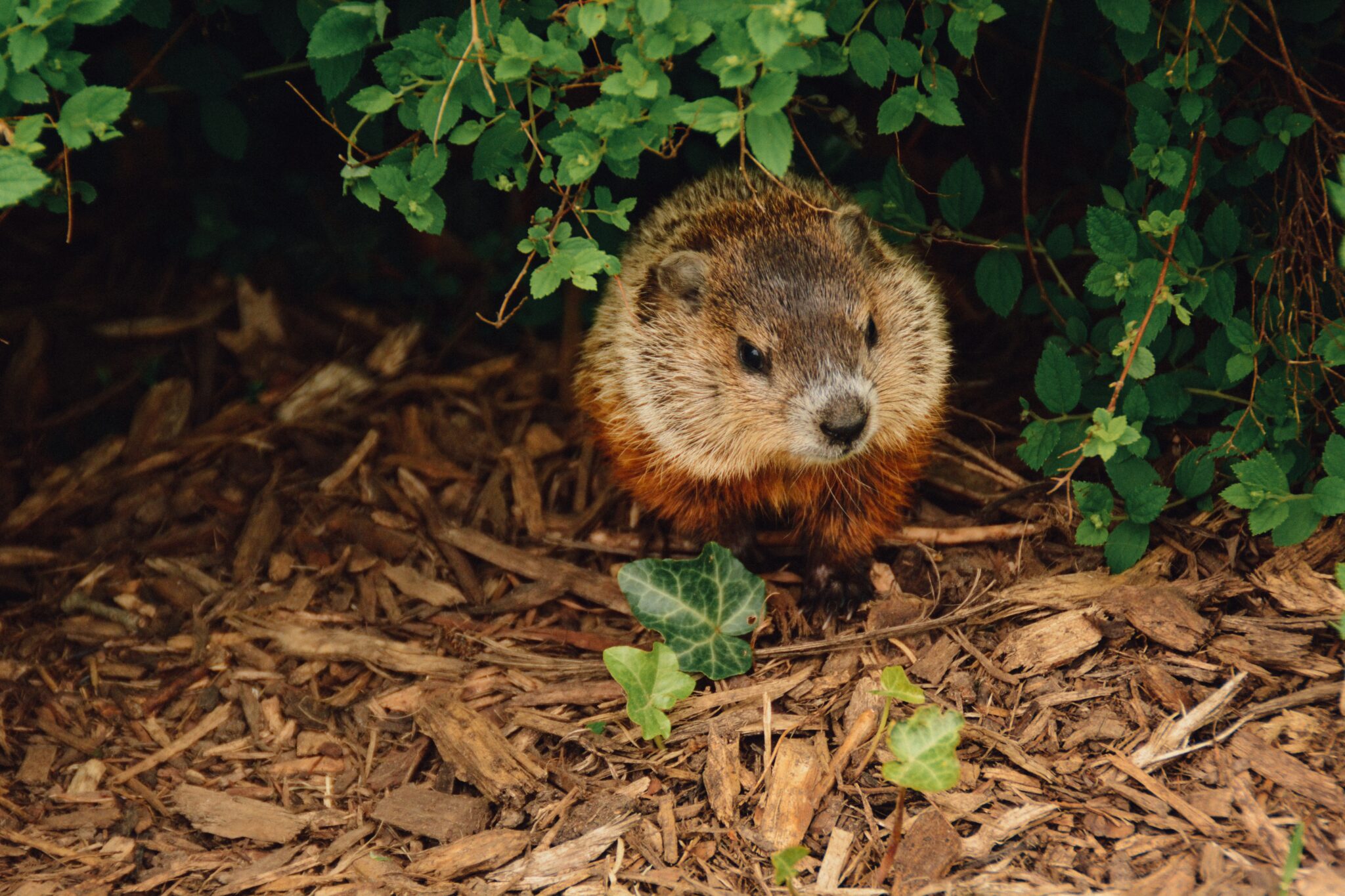It’s Groundhog Day! Did Birmingham Bill see his shadow?