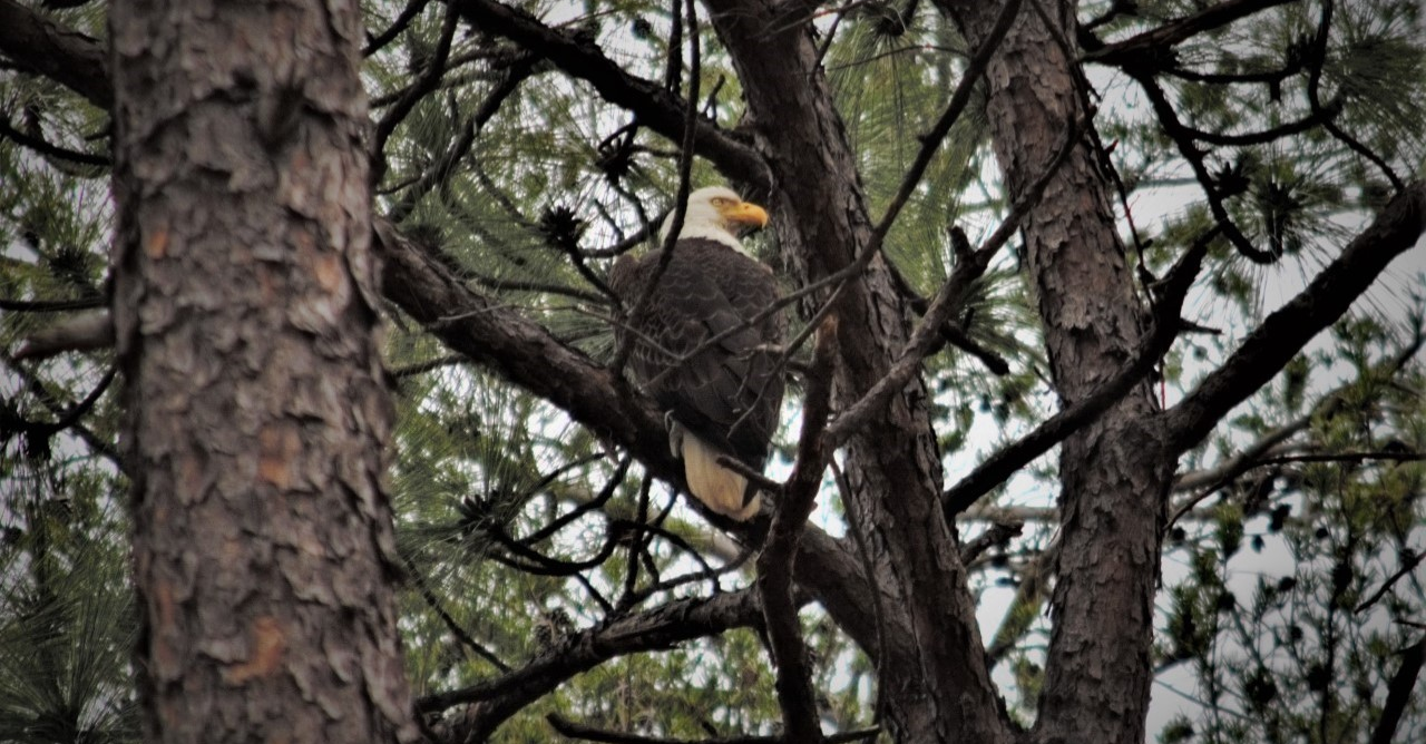 Bald Eagle spotted at Oak Mountain State Park—we asked an expert about the visit