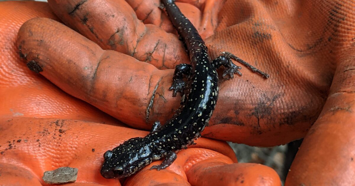 See live animals + more at the 24th Annual Salamander Festival on Jan. 25