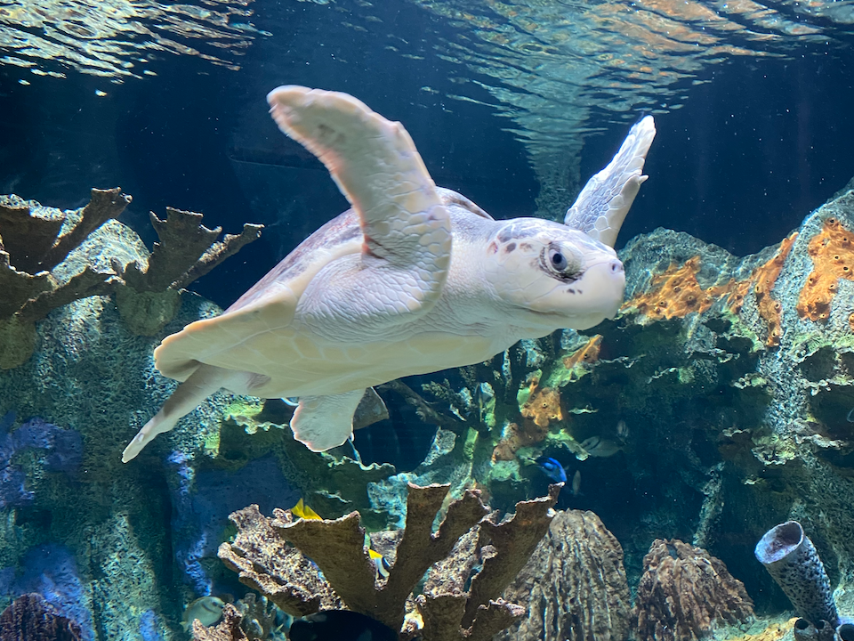 Have you been to the Cook Museum of Natural Science in Decatur? 5 reasons to check it out