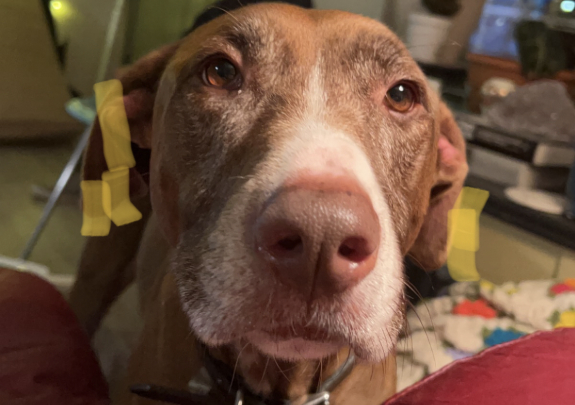 GBHS temporarily suspends adoptions due to viral canine disease outbreak