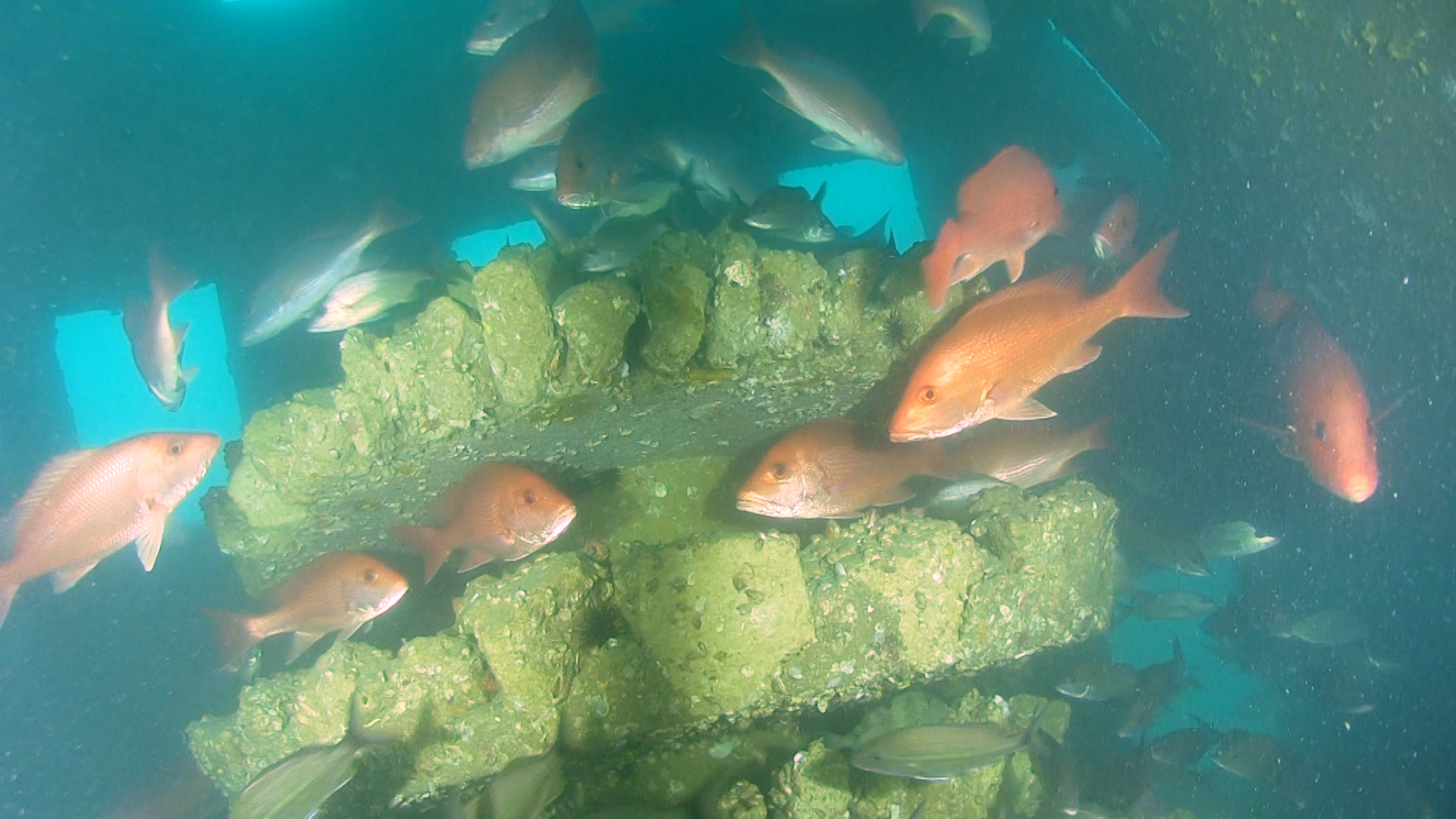 Alabama’s artificial reef program is the best in the world. Here’s why that’s important. Alabama’s artificial reef program is the best in the world. Here’s why that’s important.