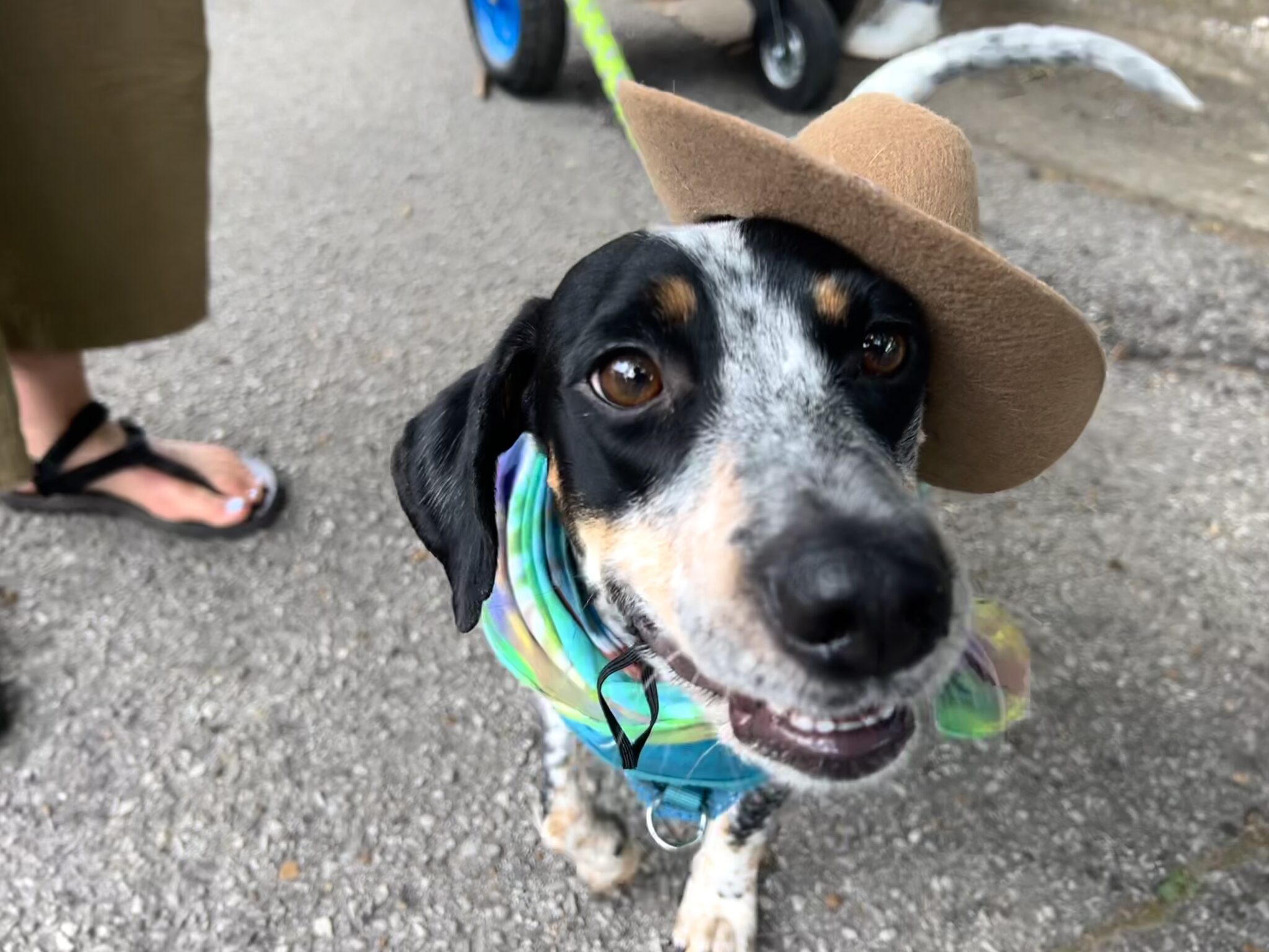 Birmingham named 6th most pet-friendly city in America Birmingham named 6th most pet-friendly city in America