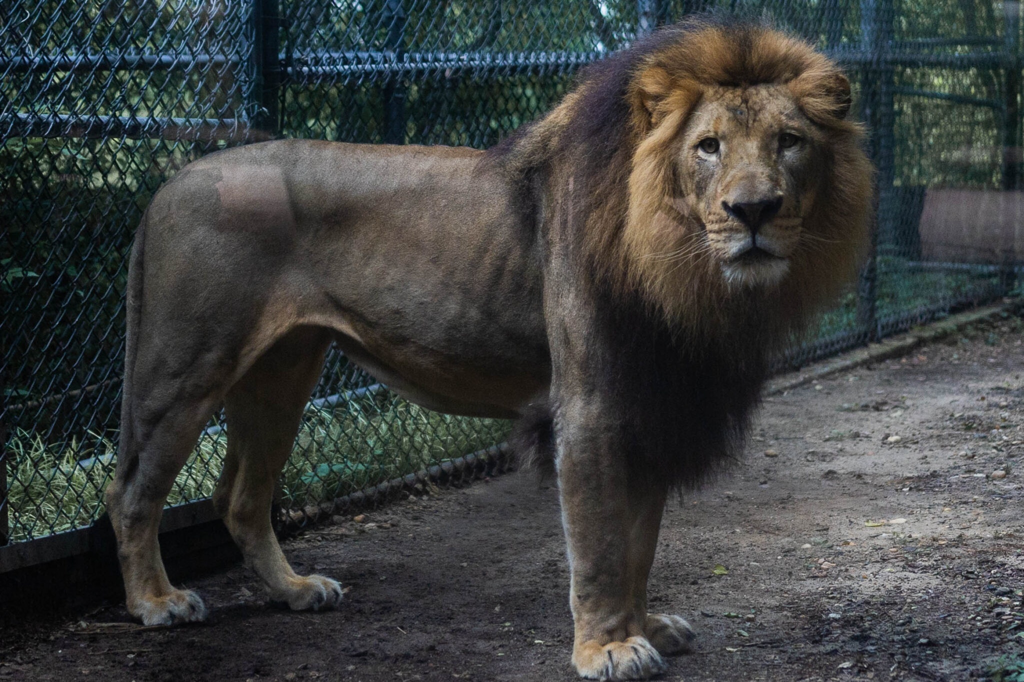 Meet the Birmingham Zoo’s newest addition, Josh the African lion + get exclusive details here Meet the Birmingham Zoo’s newest addition, Josh the African lion + get exclusive details here