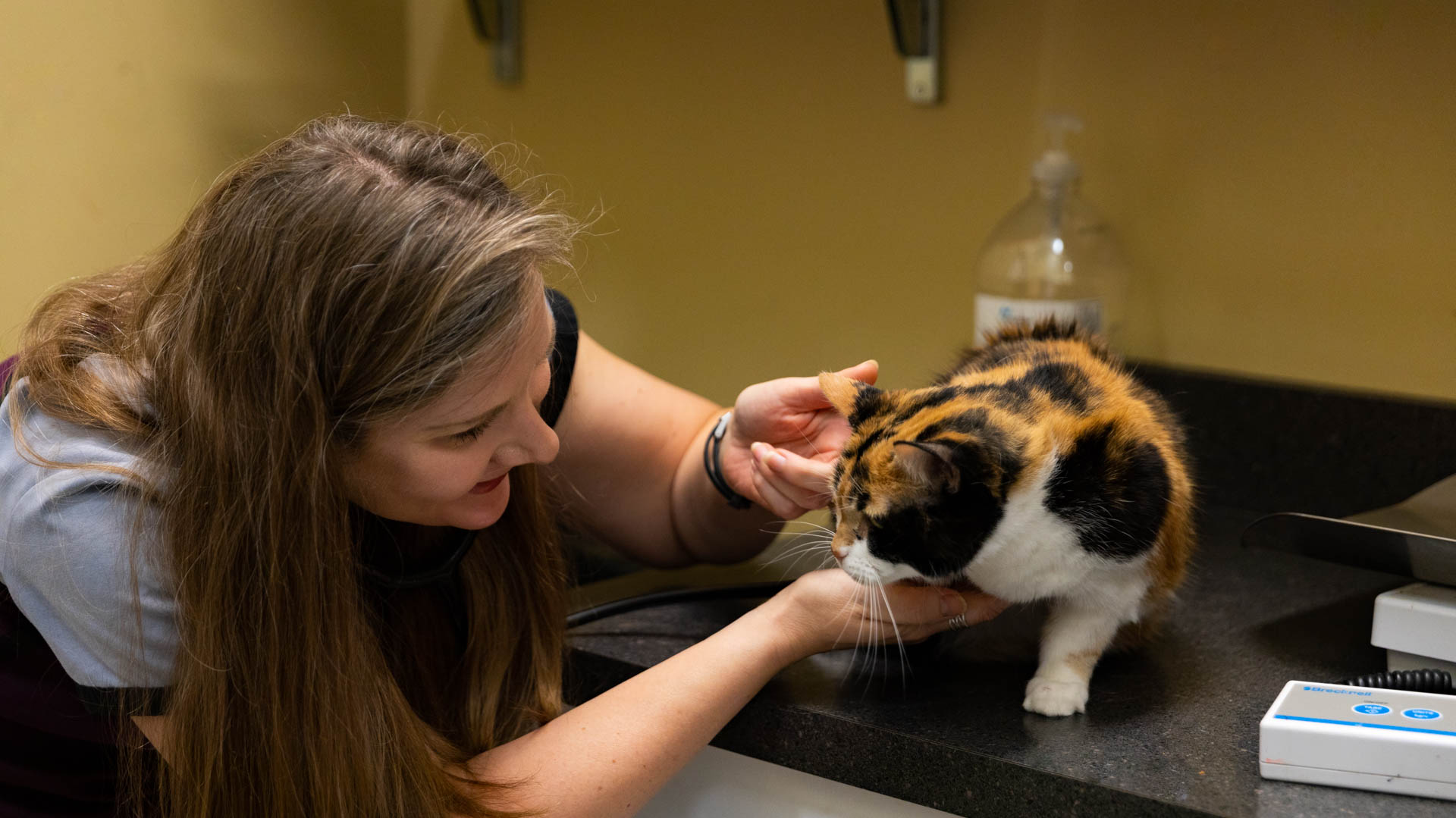 Alabama Spay/Neuter cat