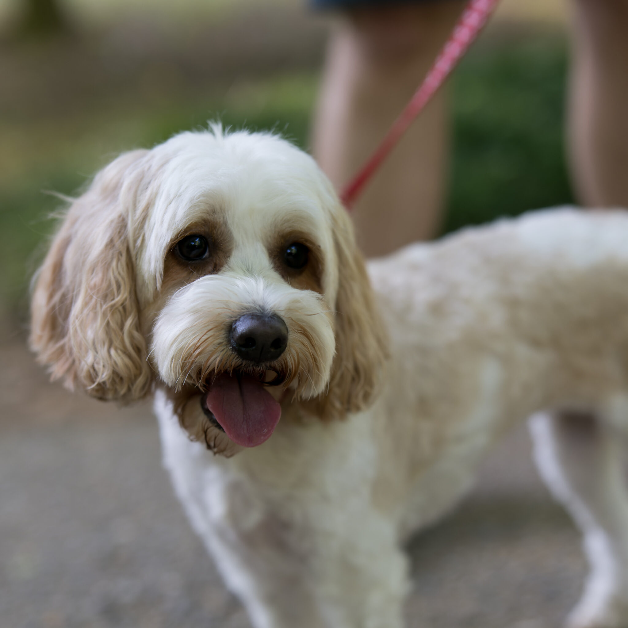 Cockapoo, Alabama Spay/Neuter