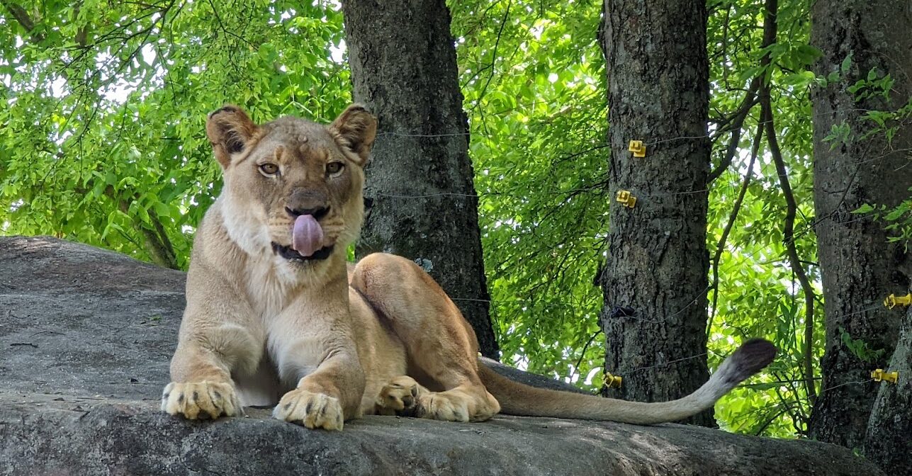 Birmingham Zoo mourns death of lioness Akili after introduction to male lion Josh