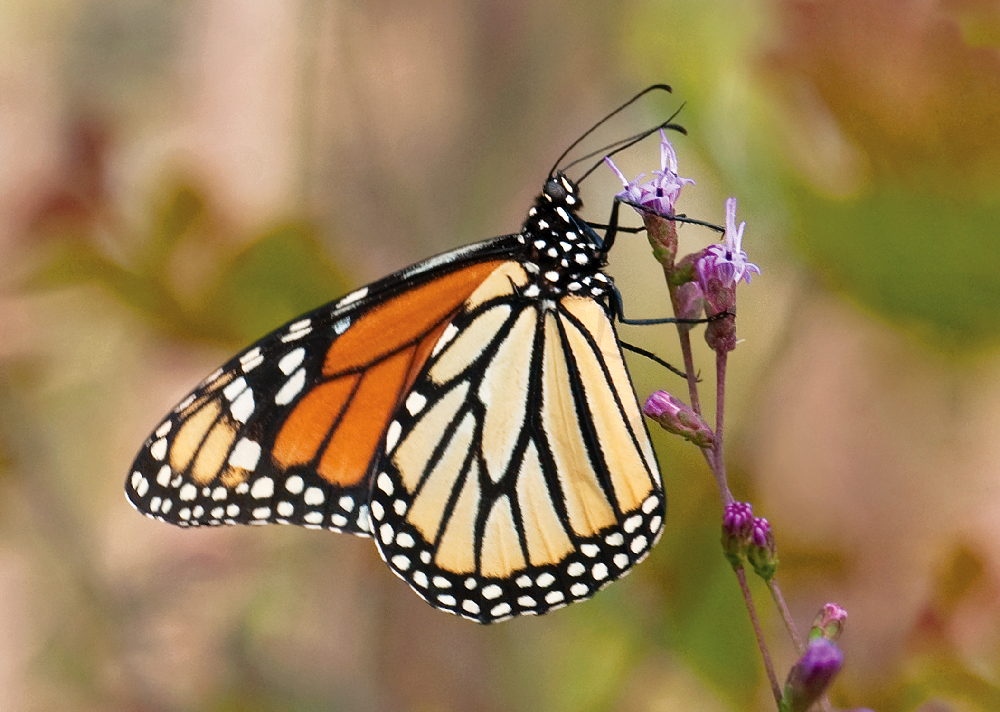 Alabama’s state insect, the monarch butterfly, is endangered + how to help