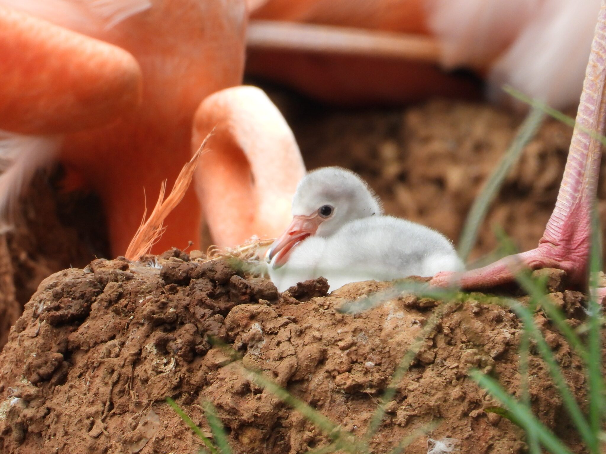 Meet the Birmingham Zoo’s new ADORABLE baby flamingos