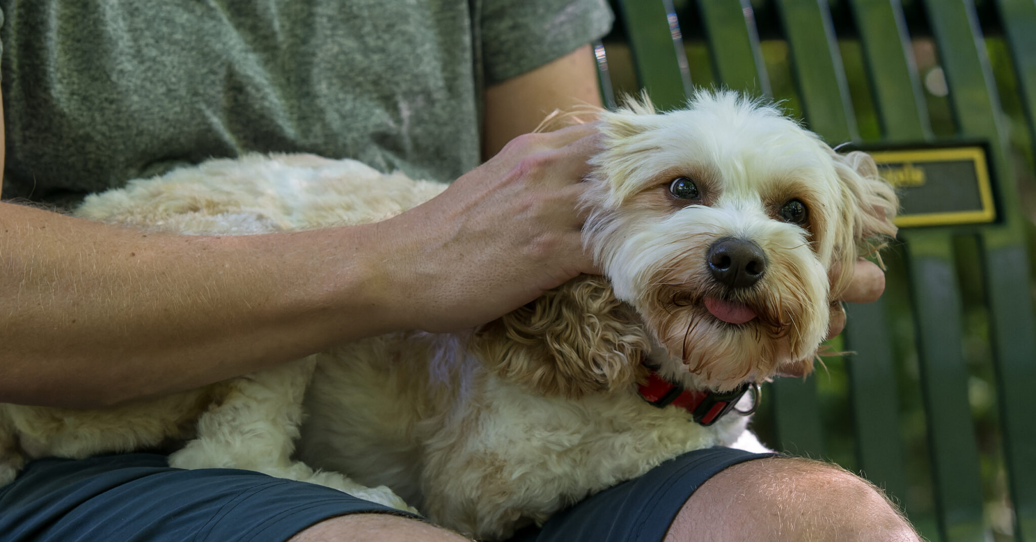 Here’s how to STOP strays + reduce pound pups in Birmingham