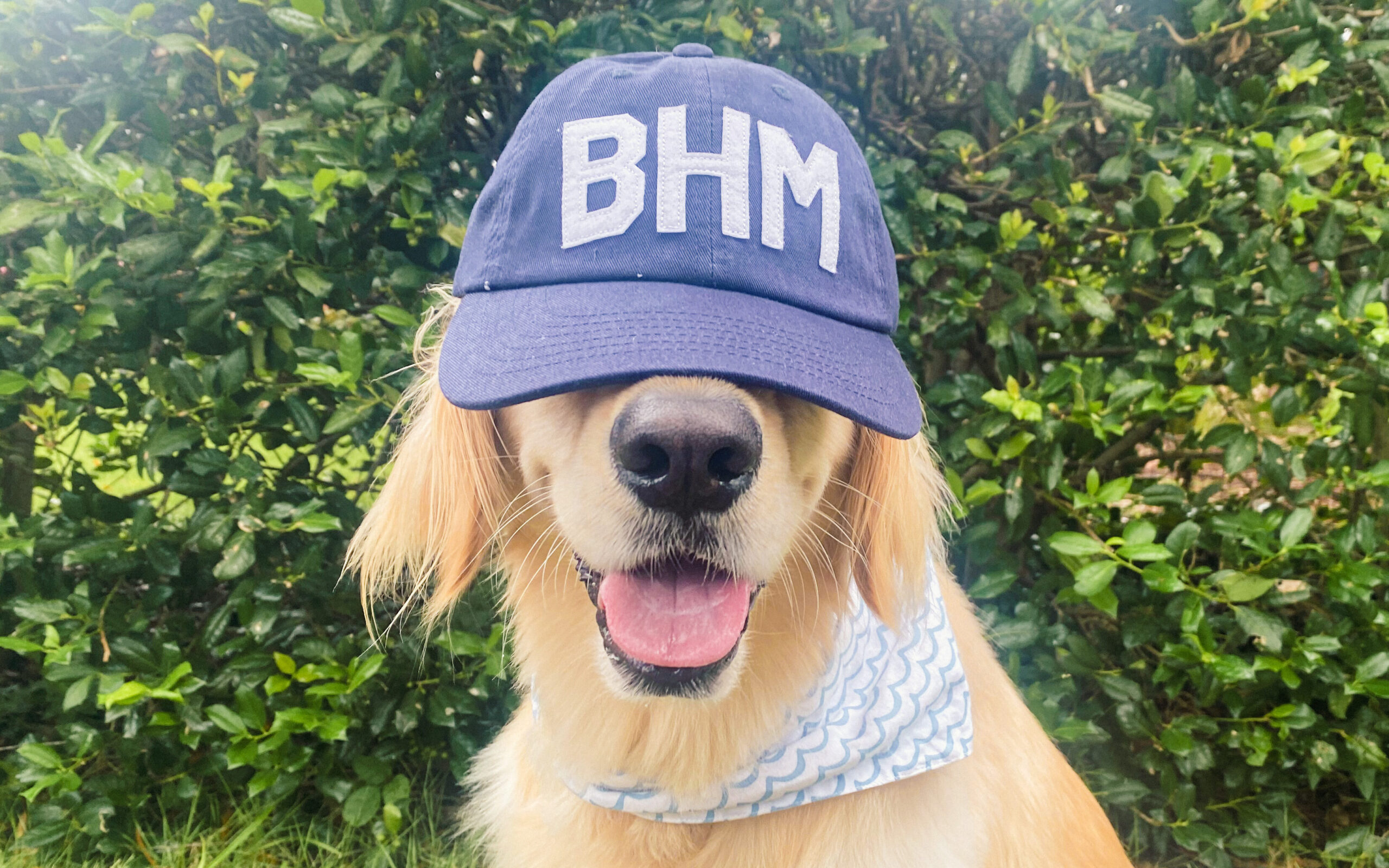Celebrating National Dog Day—Sam’s ULTIMATE day in the life in The Magic City [PHOTOS]