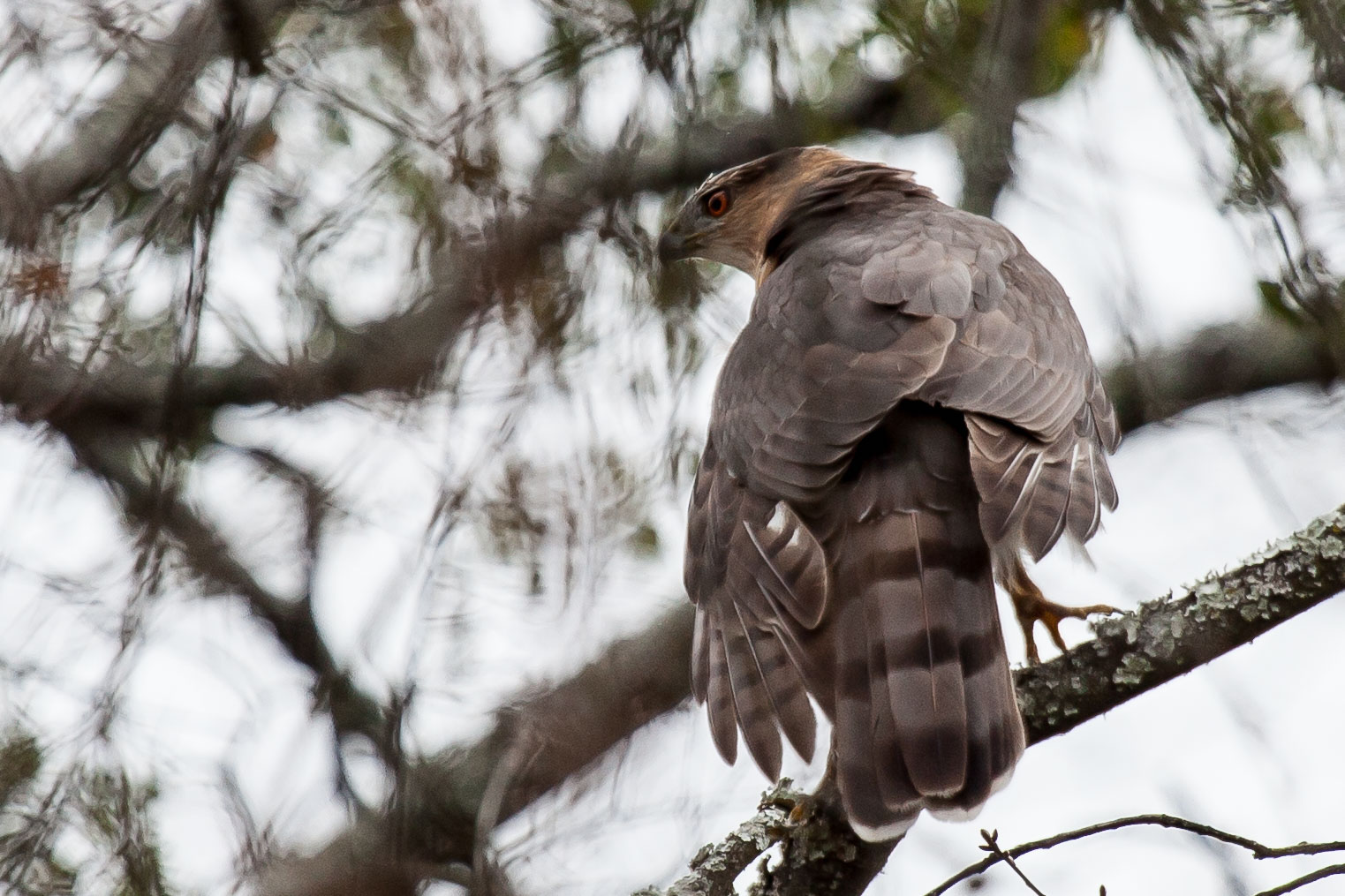 Field Trip: Alabama A&M Farm 1 coopers hawk joewatts 2 MB7Xph.tmp Field Trip: Alabama A&M Farm