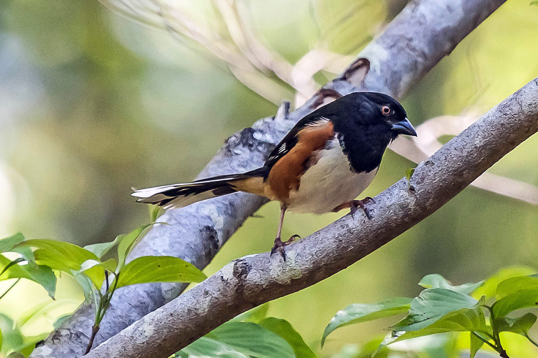 towhee joe watts NhVwEF.tmp ONLINE Course: Audubon at Home: Introduction to Birds & Birding