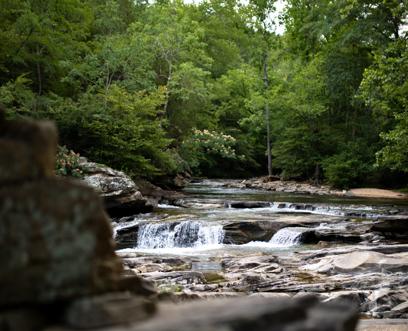 BREAKING: Forever Wild expands Turkey Creek Nature Preserve 170 acres