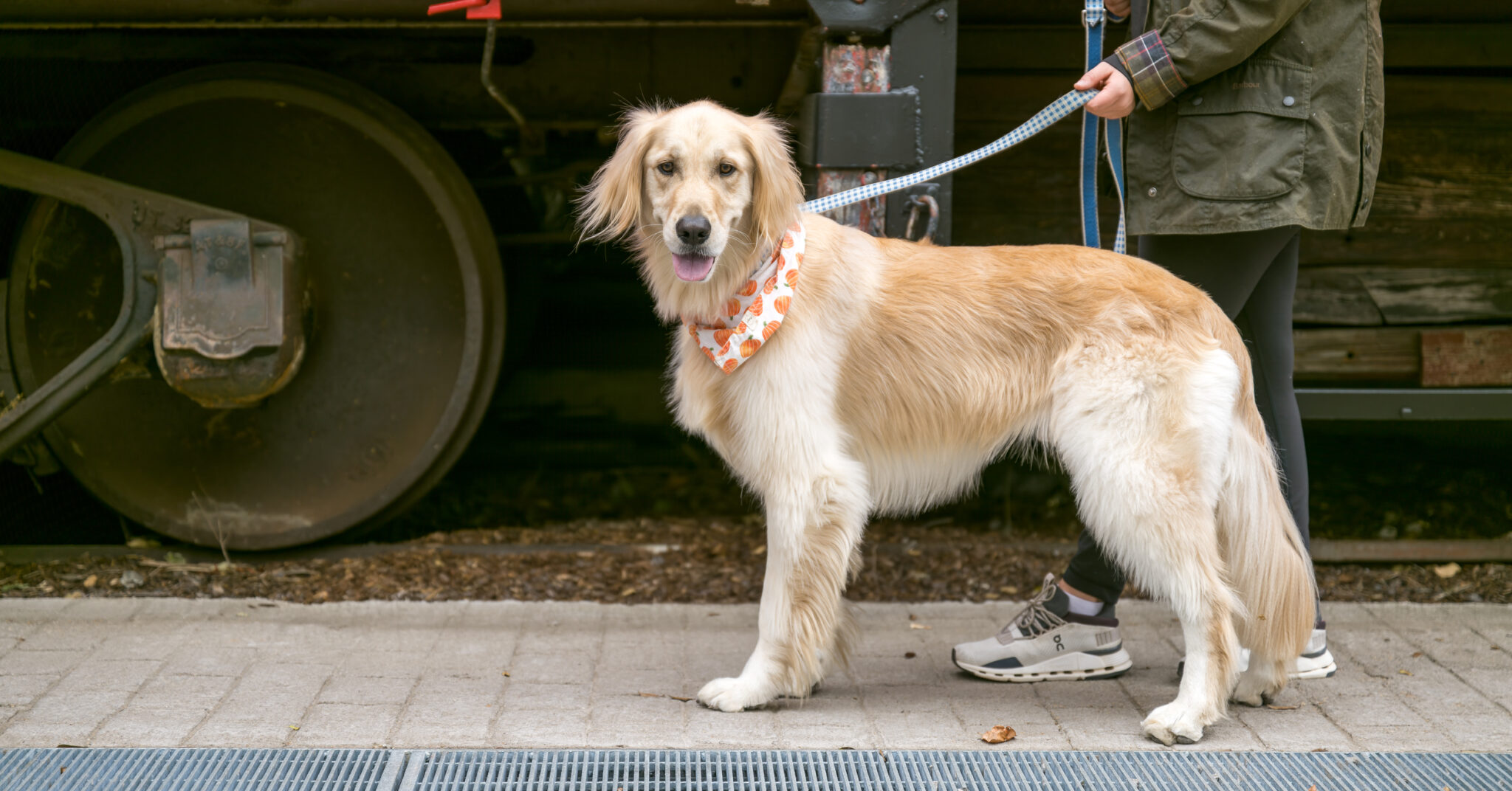 Don’t want to board when you travel? Fetch! Pet Care gives the best in-home care