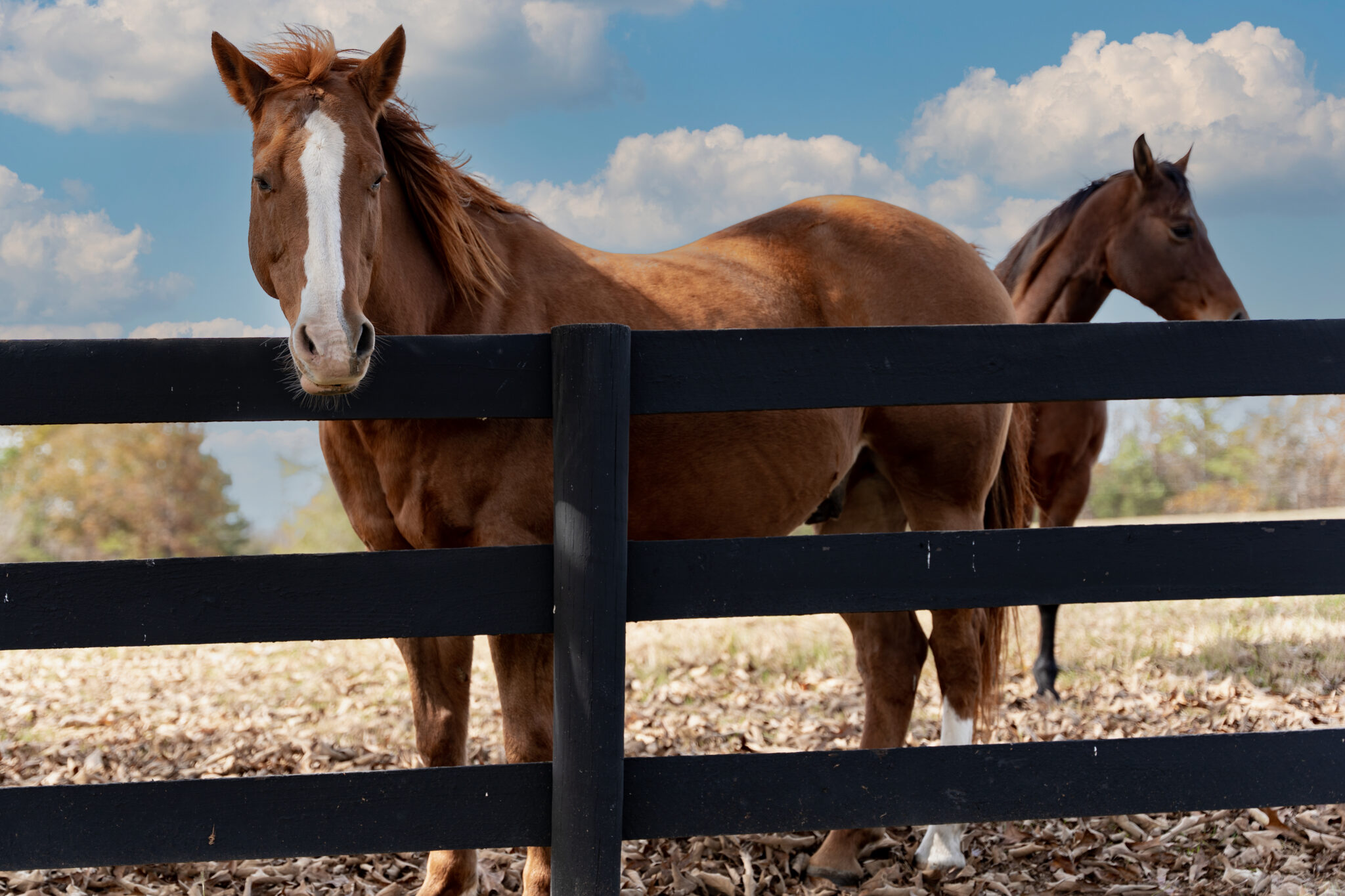 Horses at Big Oak Ranch