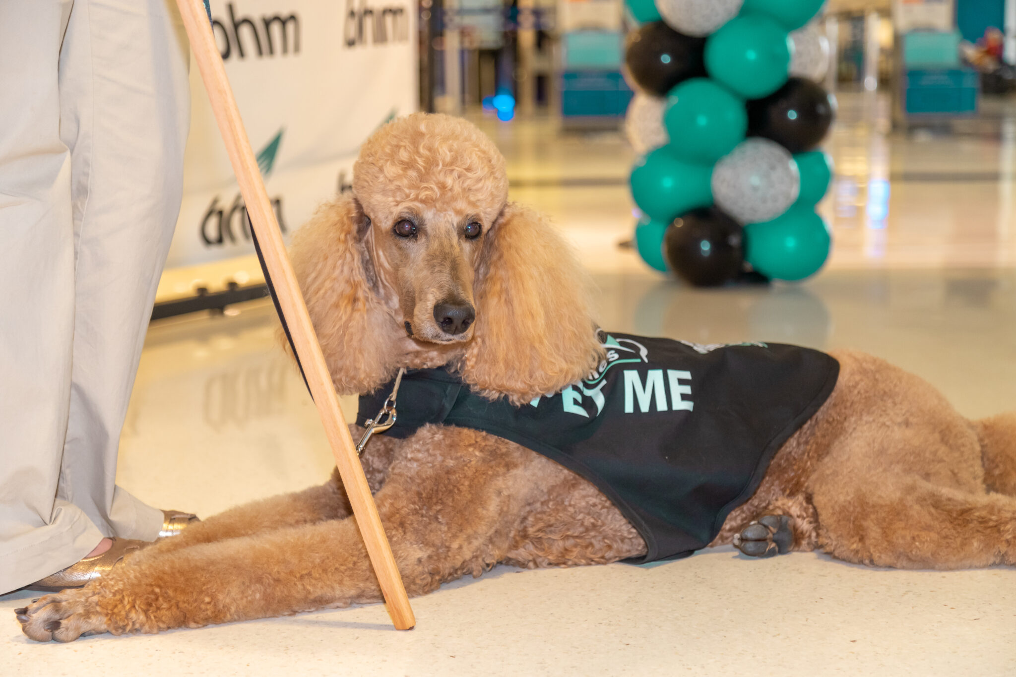 The Birmingham airport supports new Traveler Loving Canines program