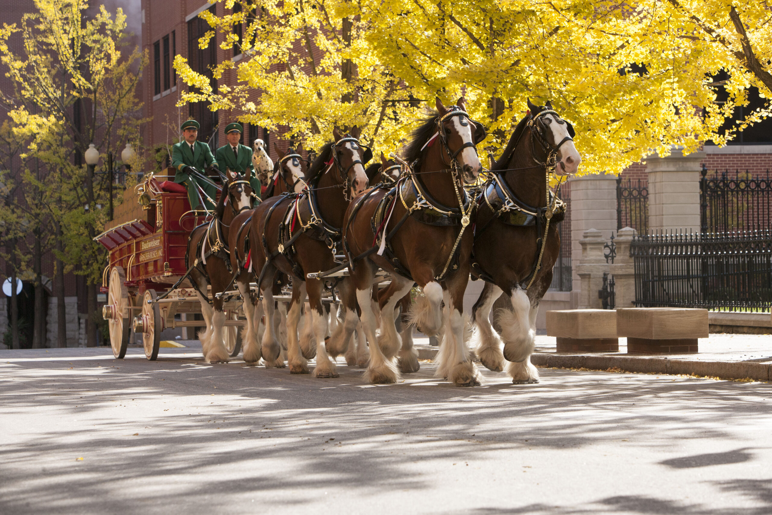 The Budweiser Clydesdales Are Trotting Into Birmingham—Veterans Day ...