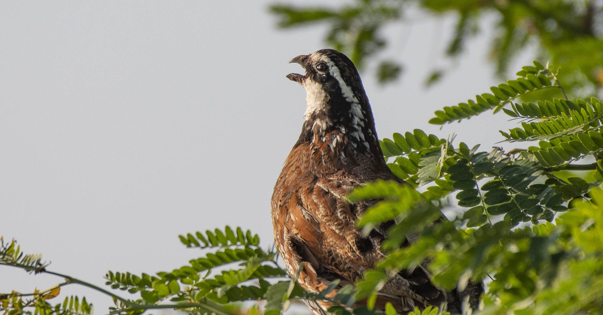 How wild turkey were saved from extinction and wild quail are getting revived in Alabama. Why it matters.