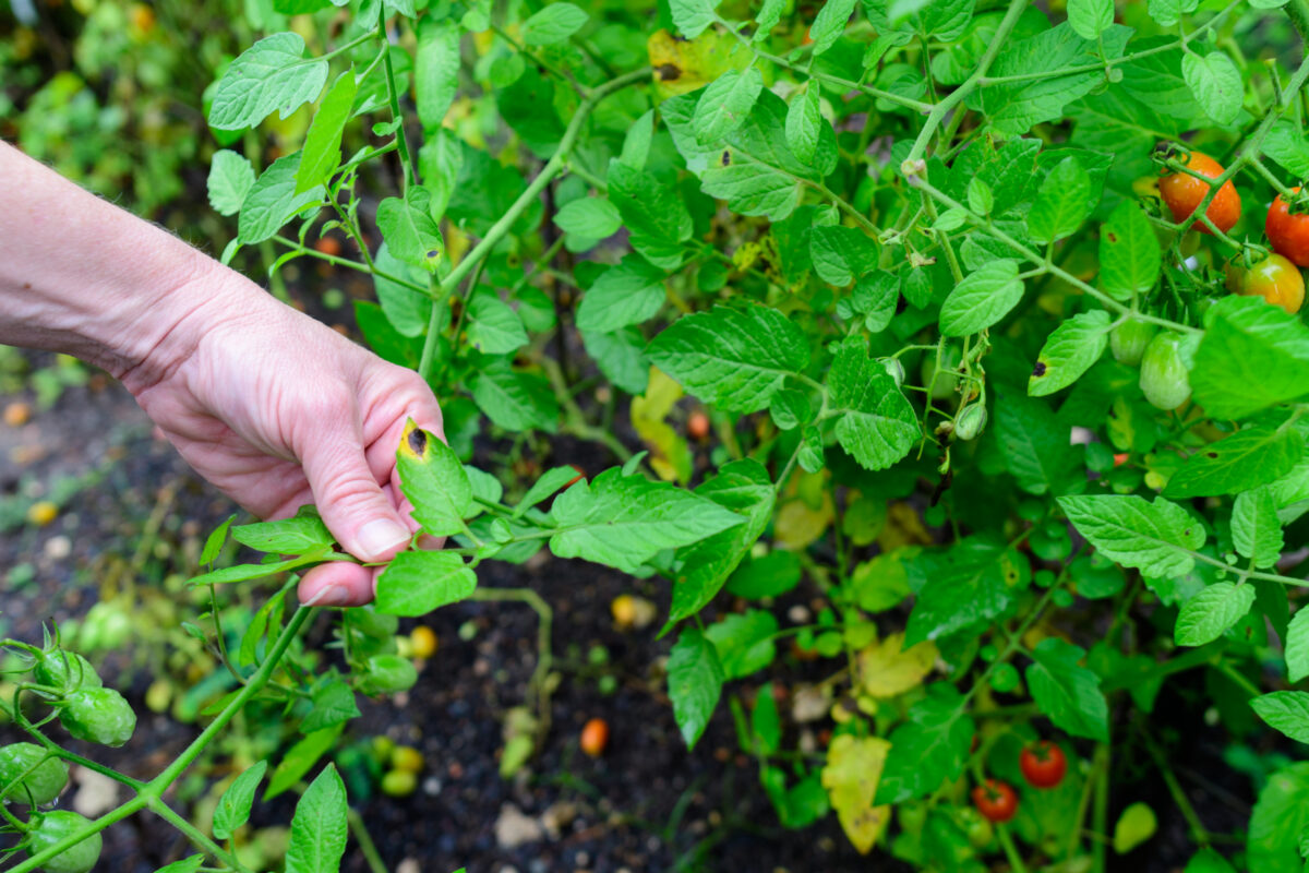 Start your spring garden now at a seed exchange in Birmingham