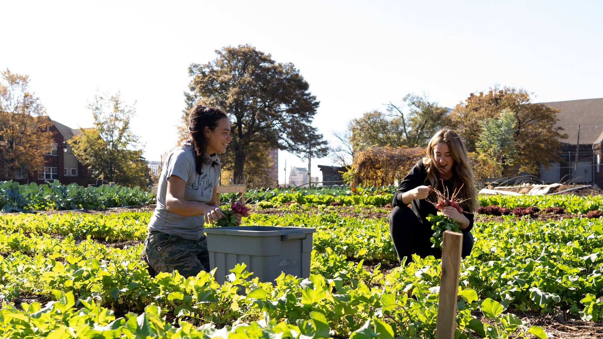 Nearly 70% of the Birmingham community is impacted by food insecurity. This new Food Rx program is here to help. Nearly 70% of the Birmingham community is impacted by food insecurity. This new Food Rx program is here to help.