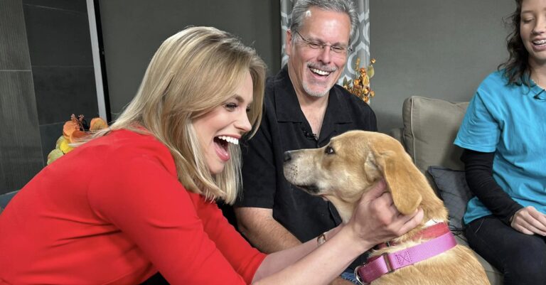 Shelby County Humane Society is at 160% capacity, reconsidering euthanasia policies Shelby County Humane Society is at 160% capacity, reconsidering euthanasia policies