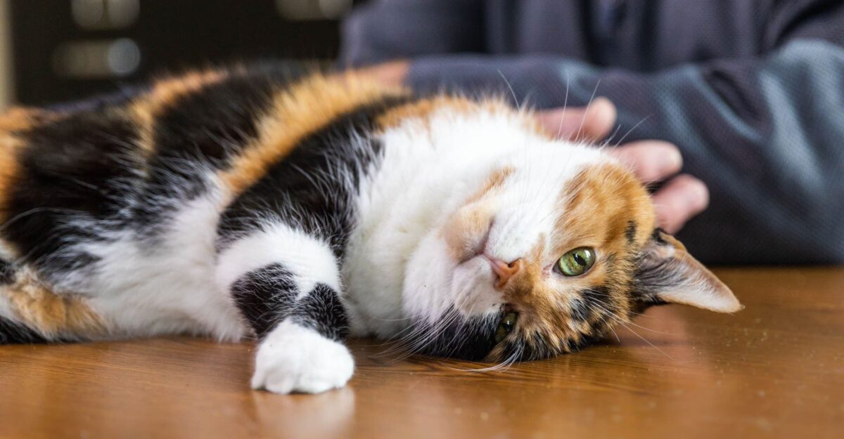 Alabama spay + neuter