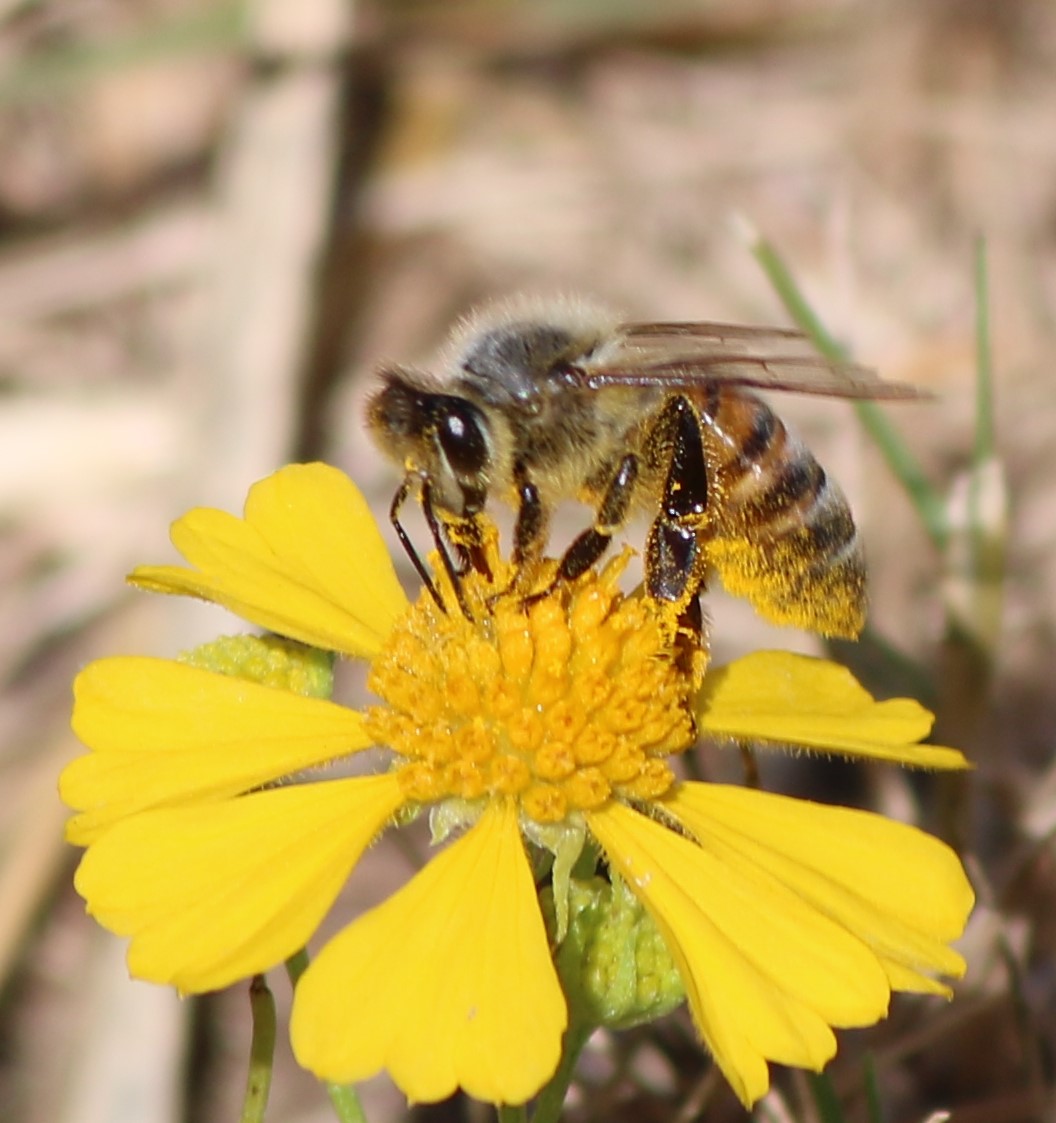 Pollinator Trails: Putting native plants back into our landscapes by creating “Homegrown National Parks” 2 bee