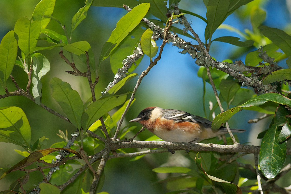 Bay breasted Warbler Cadillac Square Park aG2Tan.tmp Field Trip: Bull’s Gap & Talladega National Forest