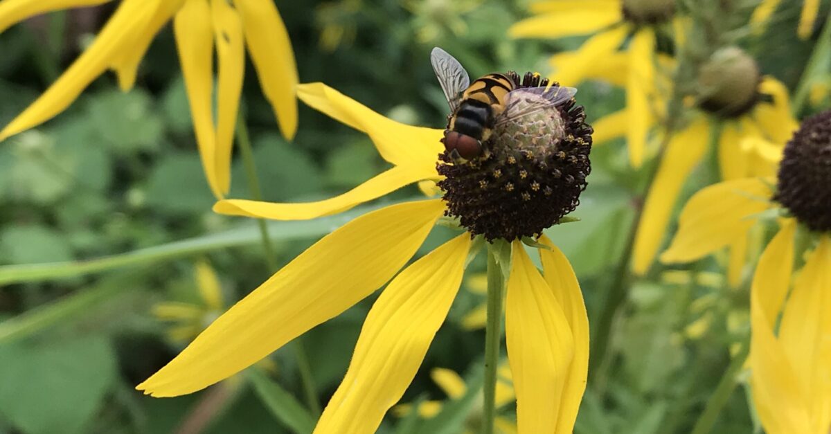 Nature’s truck stops: How to create a pollinator garden in Alabama and why it matters