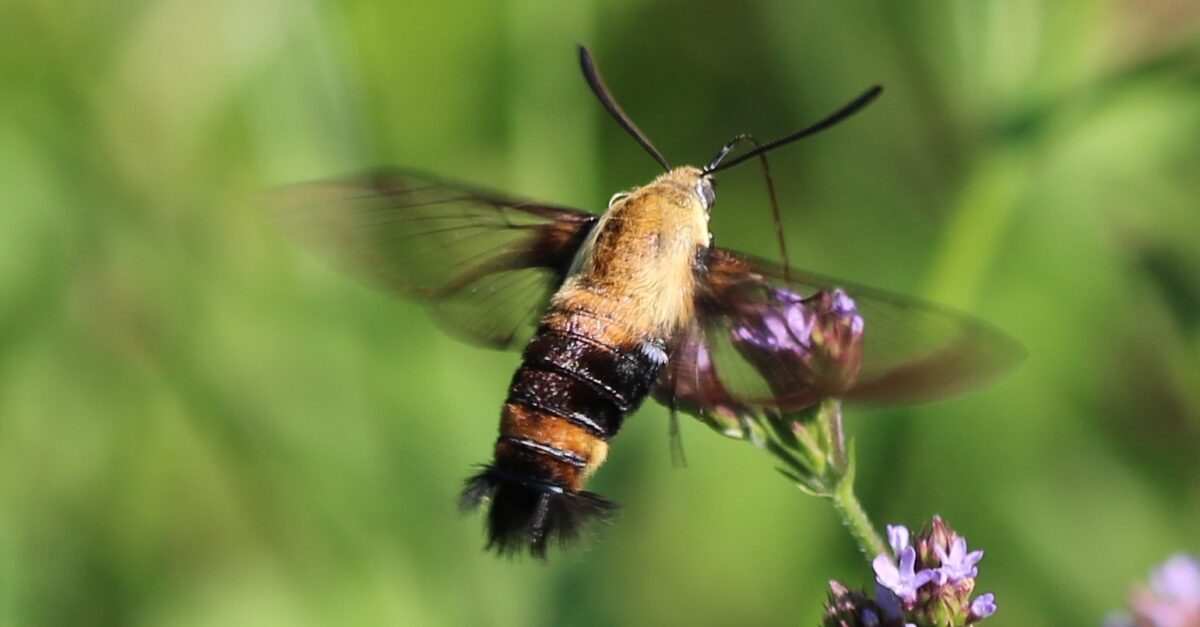 Bees, butterflies + blueberries—why pollinators matter in Alabama
