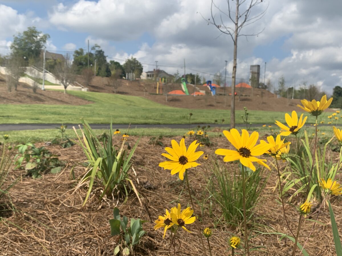 Pollinator Trails: Putting native plants back into our landscapes by ...