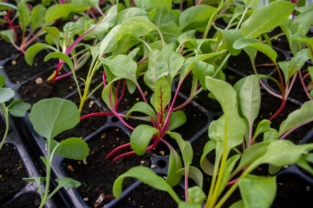 Food Rx Program — Jones Valley Teaching Farm 