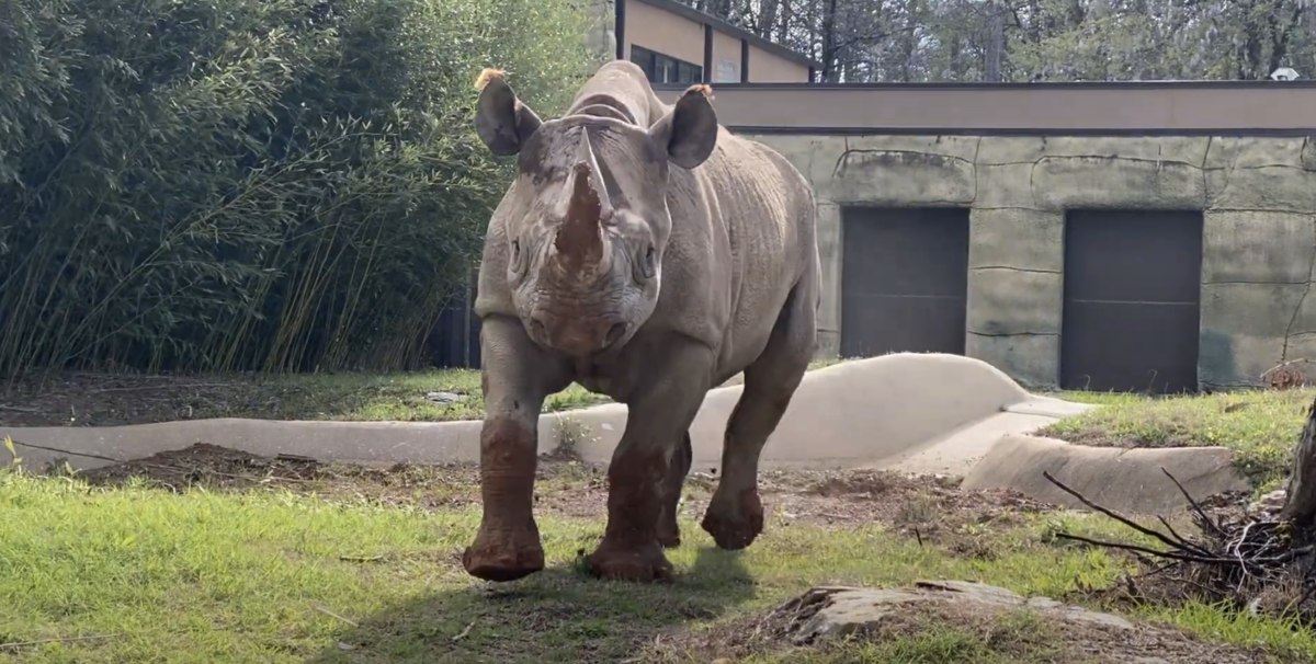 Screen Shot 2023 03 24 at 10.29.30 AM Birmingham Zoo announces addition of 2 Eastern black rhinos