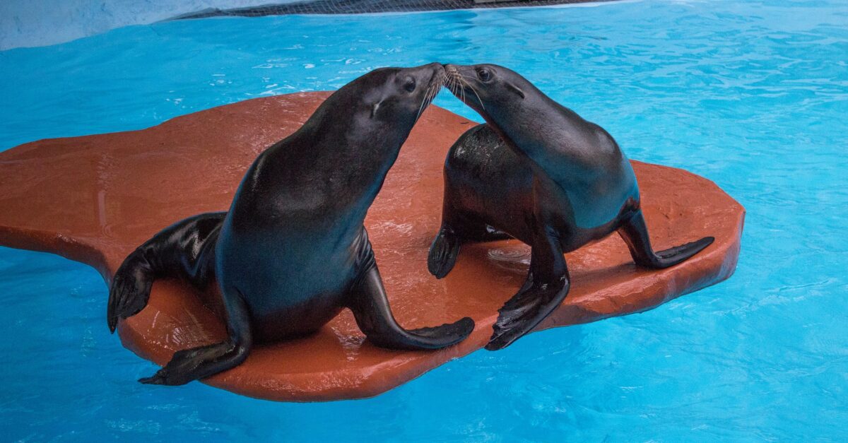 Birmingham Zoo Sea Lions Gio and Farley moving to New England later this spring