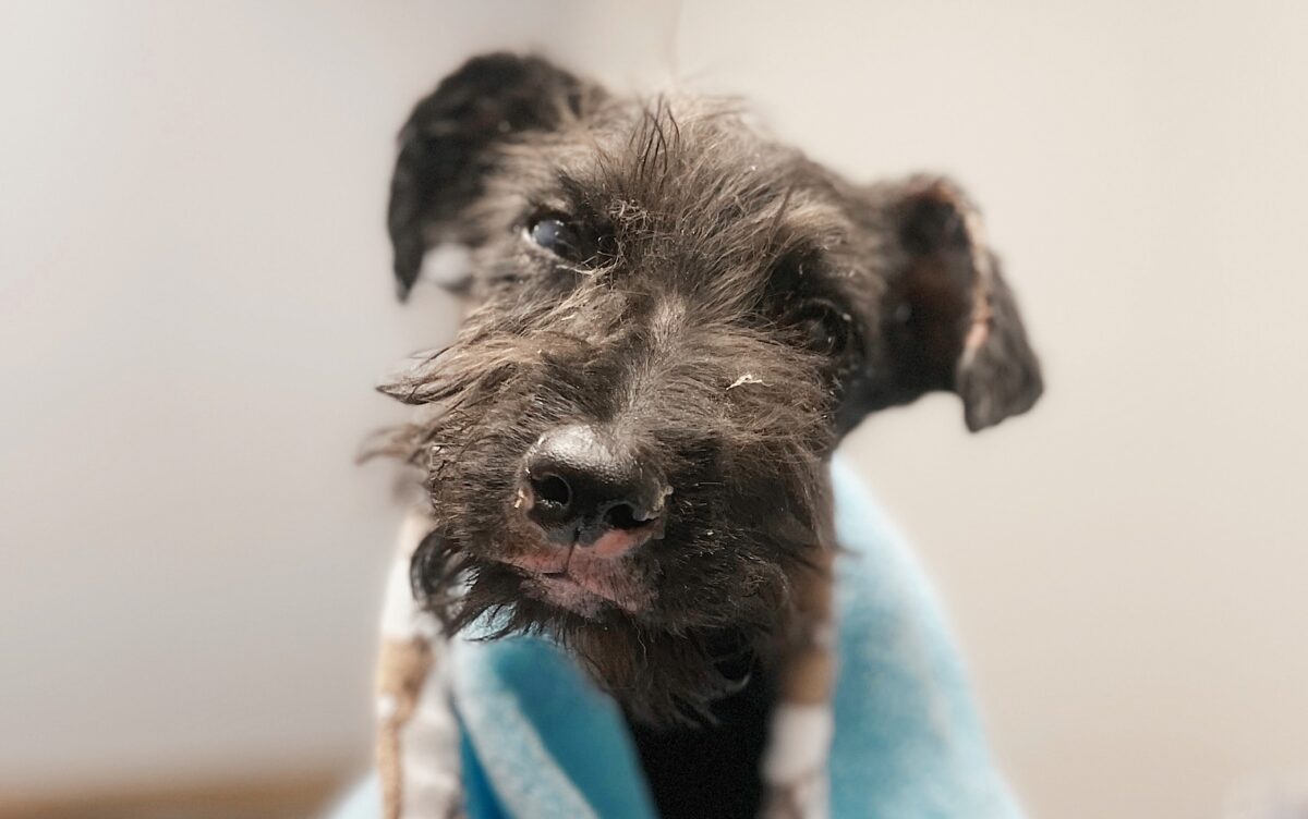 Krisshy the Schnauzer needs YOUR help—here’s how to lend a paw Krisshy the Schnauzer needs YOUR help—here’s how to lend a paw