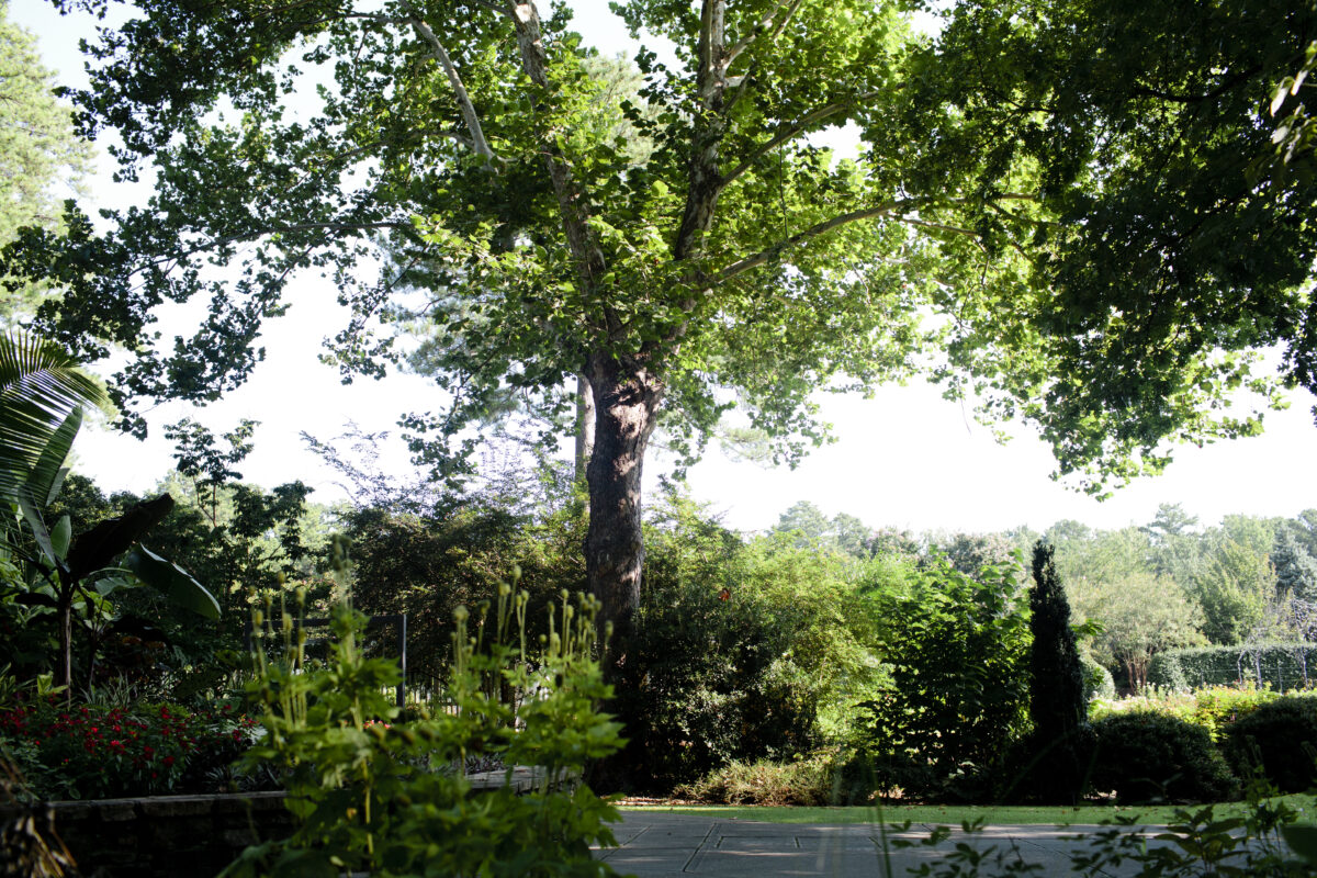 BBG GYC Aug2019 071 c9Ir2n.tmp Lunch & Learn: Moon Tree Project