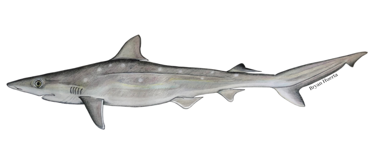 McWane scientists' announce findings on groundbreaking shark fossil study 2 McWane Science Center Sharpnose Shark