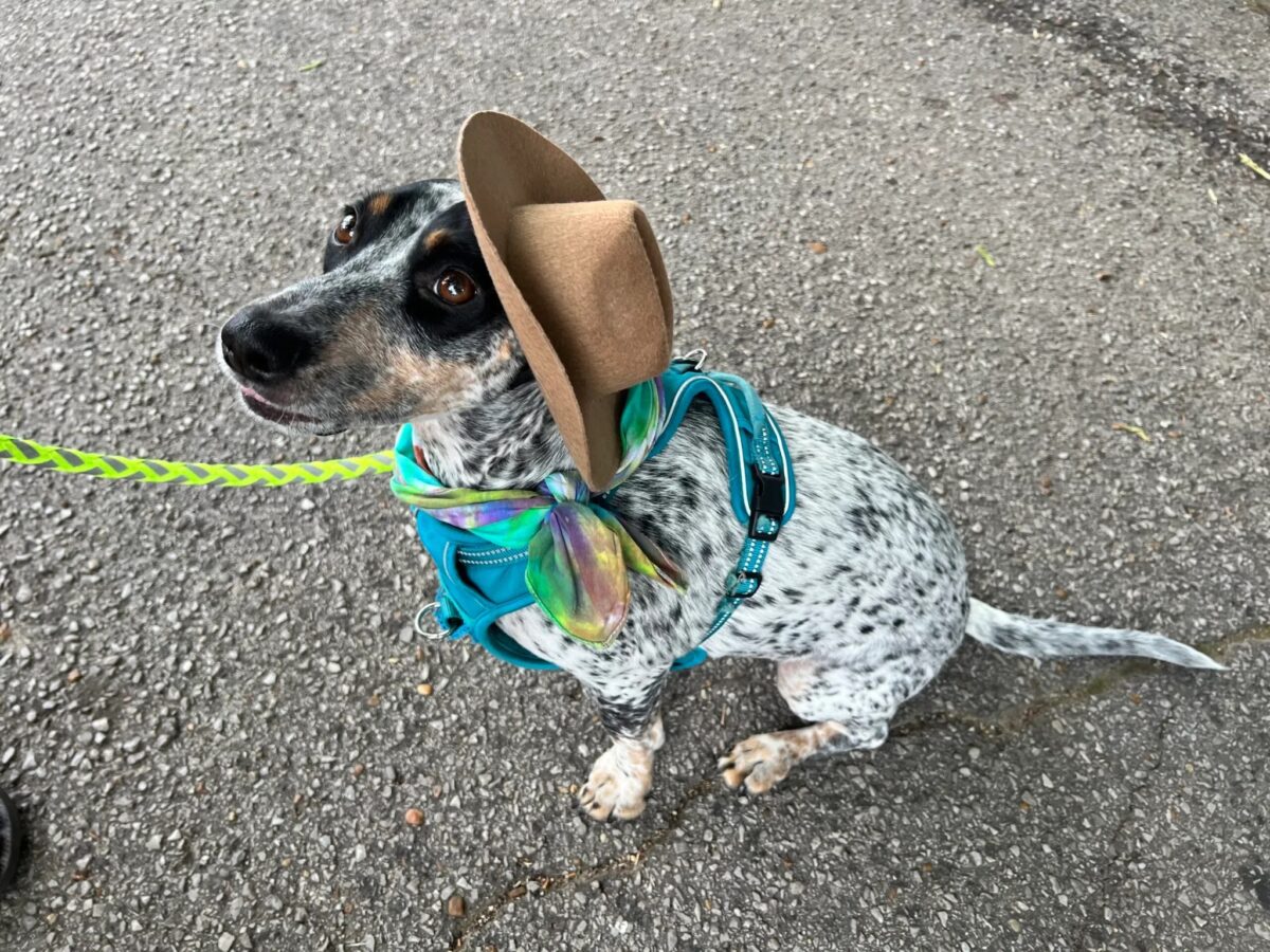 6 amazing weekend events including Do Dah Day—May 19-21 6 amazing weekend events including Do Dah Day—May 19-21