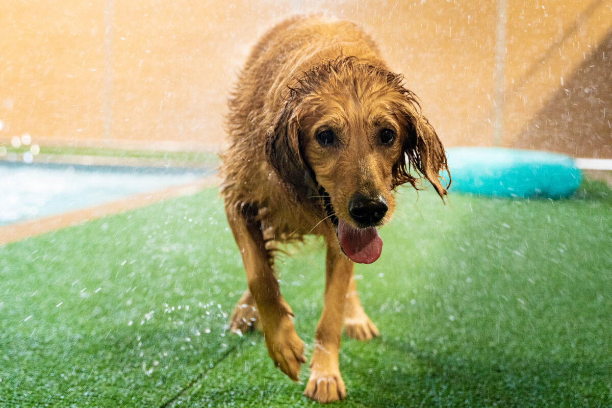 An exclusive look at Birmingham Animal Hospital + Resort's luxe