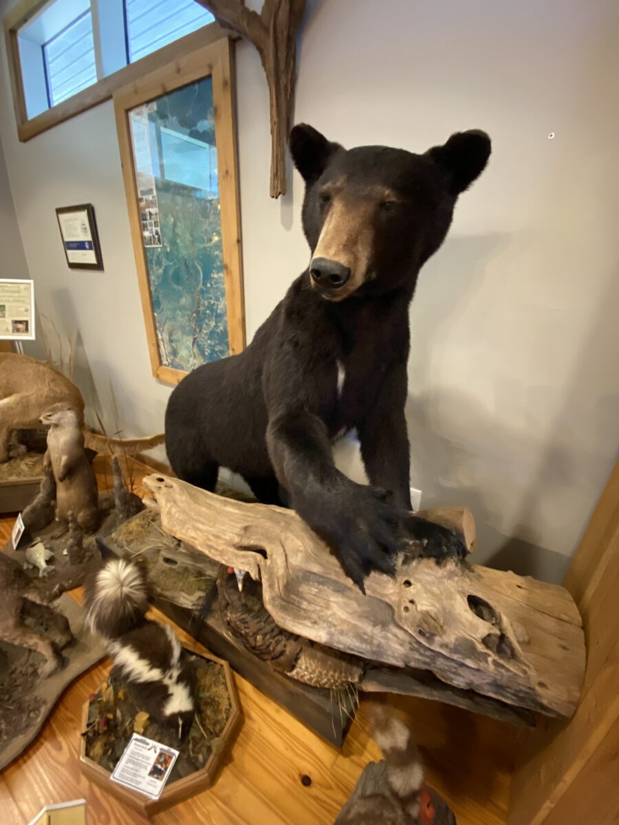 From Fort Payne to Dauphin Island, 29 places to learn about nature in Alabama 8 IMG 0877 From Fort Payne to Dauphin Island, 29 places to learn about nature in Alabama