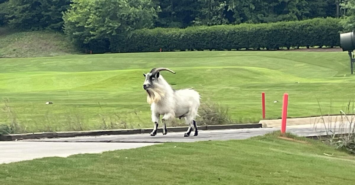 Famous runaway goat joins Opera Birmingham performance, Oct. 7 Famous runaway goat joins Opera Birmingham performance, Oct. 7