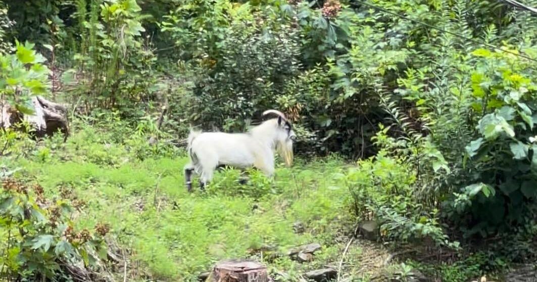FREE BILLY! A goat has been on the run between Mountain Brook & Birmingham since Monday FREE BILLY! A goat has been on the run between Mountain Brook & Birmingham since Monday