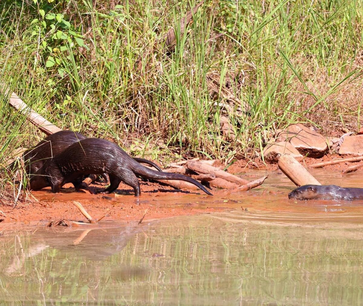 Rare otter family sighting at Ruffner Mountain wetlands [PHOTOS]