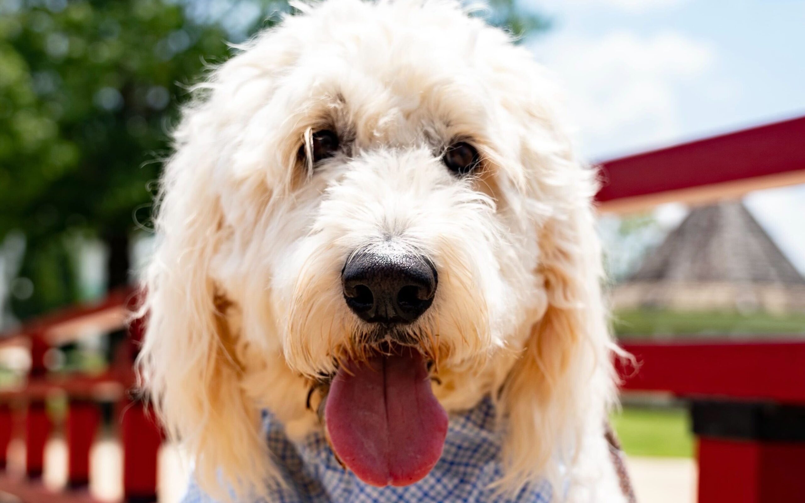 National Dog Day is August 26—events, places to adopt + more National Dog Day is August 26—events, places to adopt + more