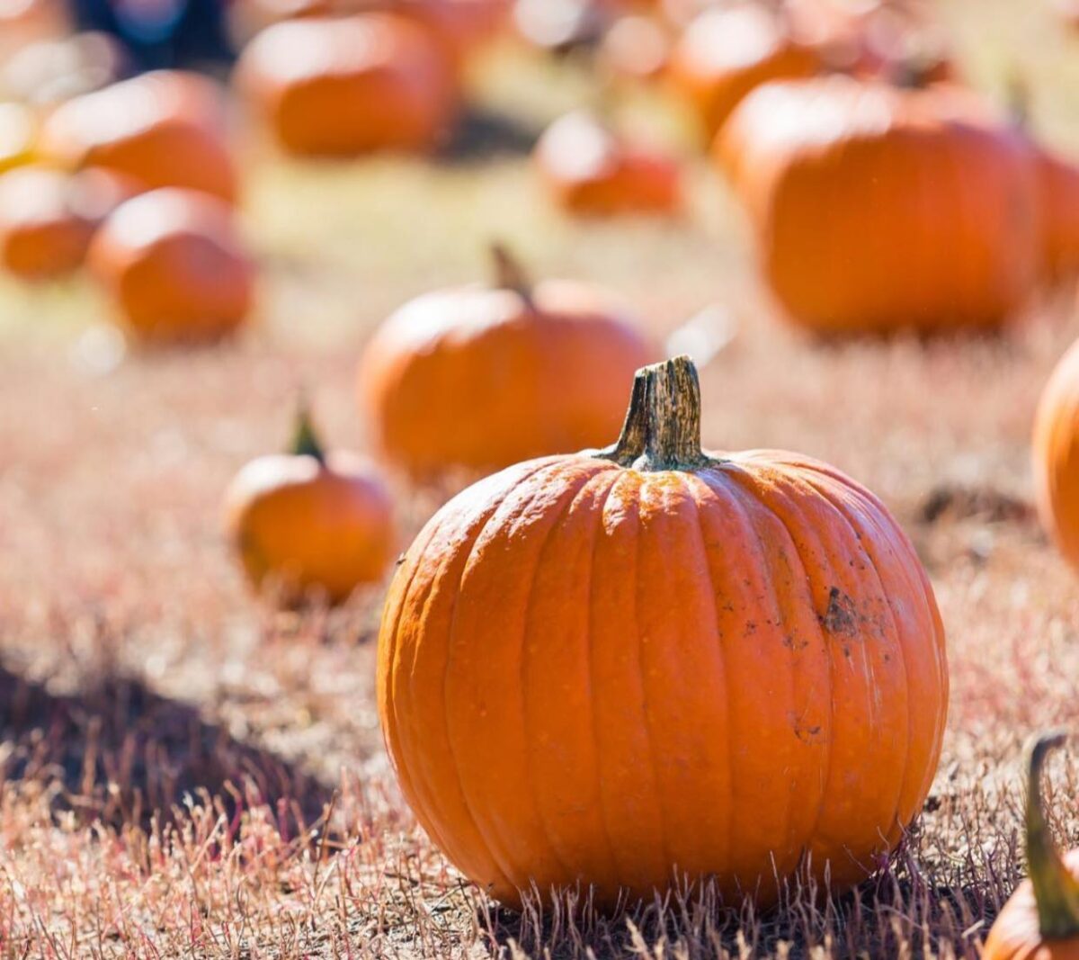 7 perfect pumpkin patches near Birmingham—everything you need to know