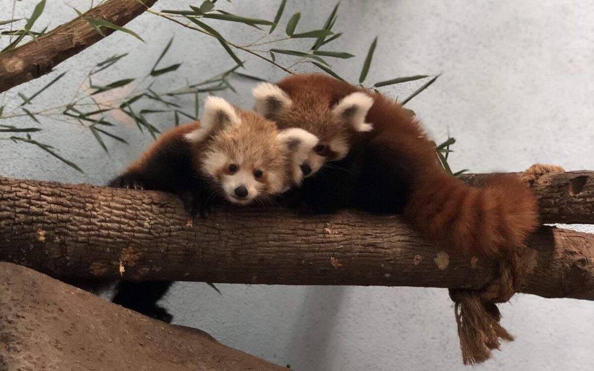Help name two cute Red Panda cubs at The Birmingham Zoo Help name two cute Red Panda cubs at The Birmingham Zoo