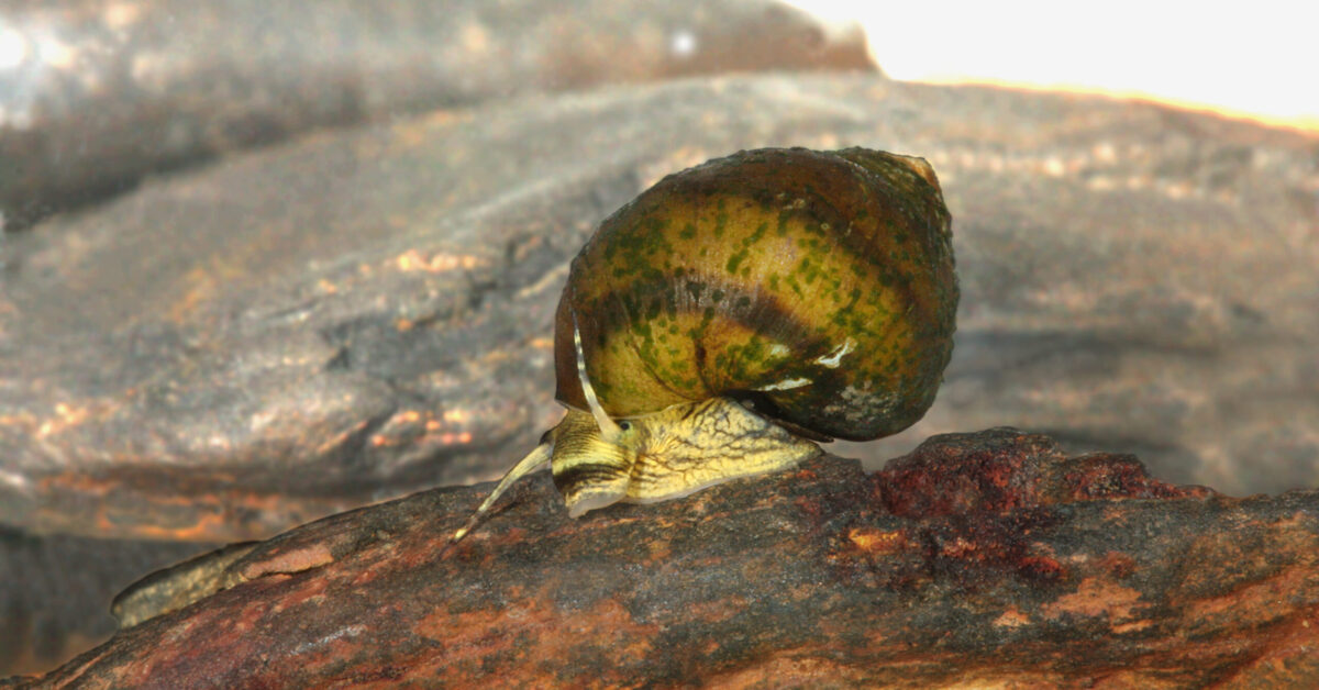 Rare Cahaba River snail, once considered extinct, receives lifeline