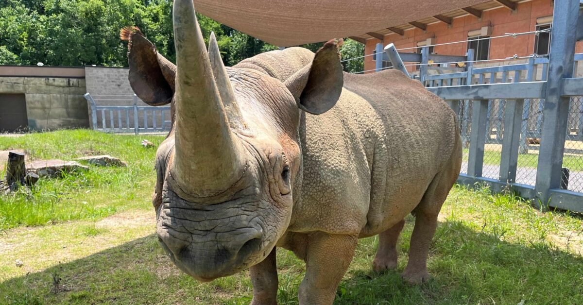 Beloved Birmingham Zoo Eastern Black Rhinoceros passes away Beloved Birmingham Zoo Eastern Black Rhinoceros passes away